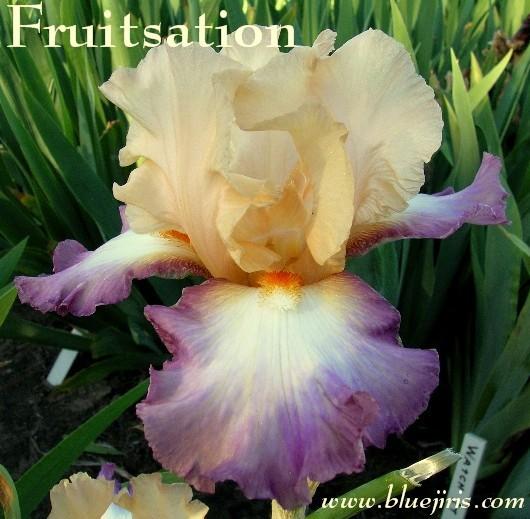Photo of Tall Bearded Iris (Iris 'Fruitsation') uploaded by Calif_Sue