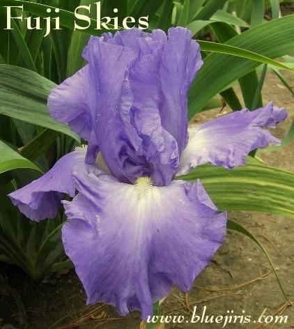 Photo of Tall Bearded Iris (Iris 'Fuji Skies') uploaded by Calif_Sue