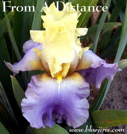 Photo of Tall Bearded Iris (Iris 'From a Distance') uploaded by Calif_Sue
