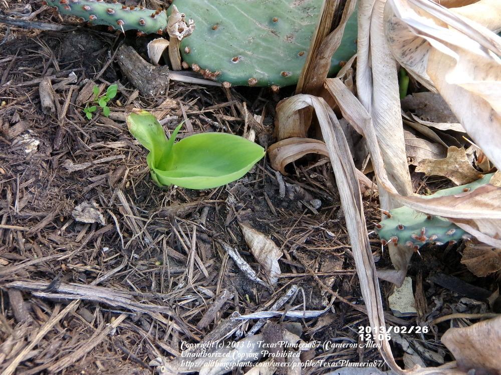 Photo of Canna Lily (Canna 'Yellow King Humbert') uploaded by TexasPlumeria87