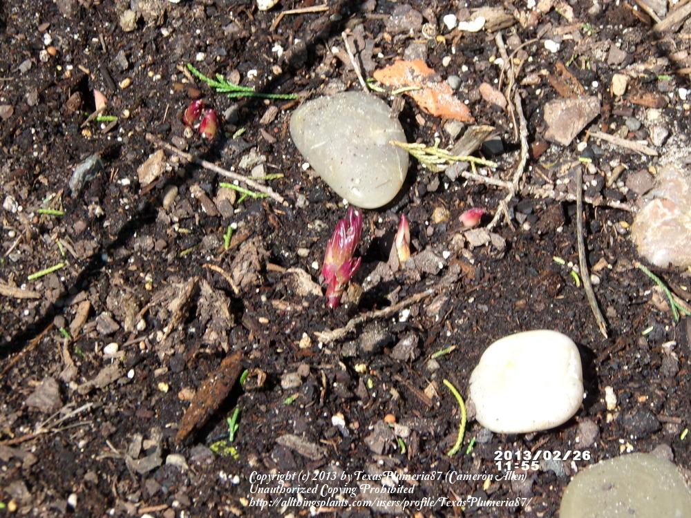 Photo of Peony (Paeonia lactiflora 'Festiva Maxima') uploaded by TexasPlumeria87