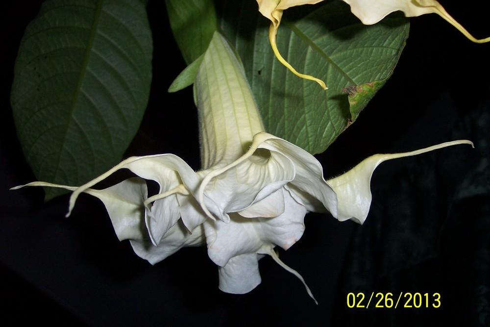 Photo of Angel Trumpet (Brugmansia 'Angels Delight') uploaded by WilliamByrd