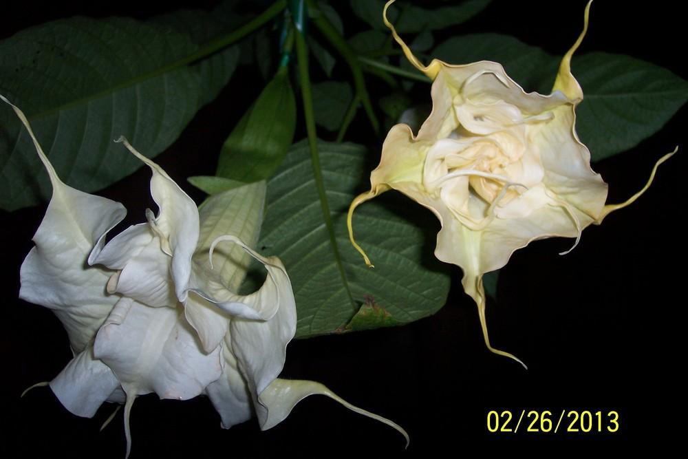 Photo of Angel Trumpet (Brugmansia 'Angels Delight') uploaded by WilliamByrd
