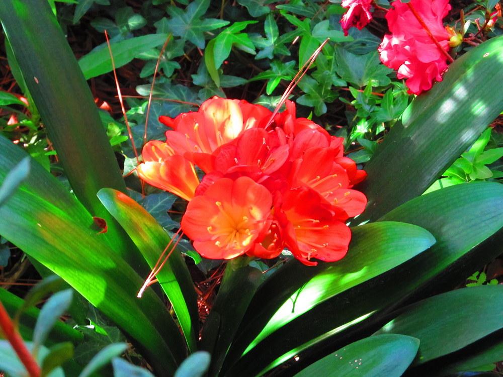 Photo of Clivias (Clivia) uploaded by jmorth