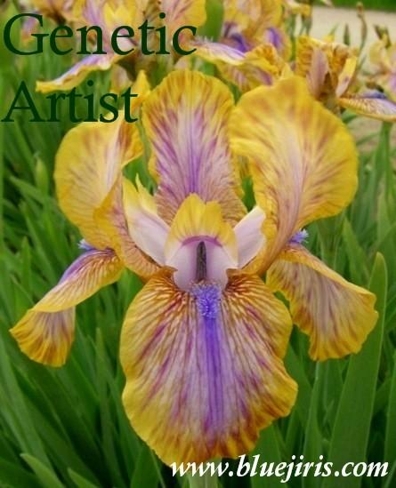 Photo of Arilbred Iris (Iris 'Genetic Artist') uploaded by Calif_Sue