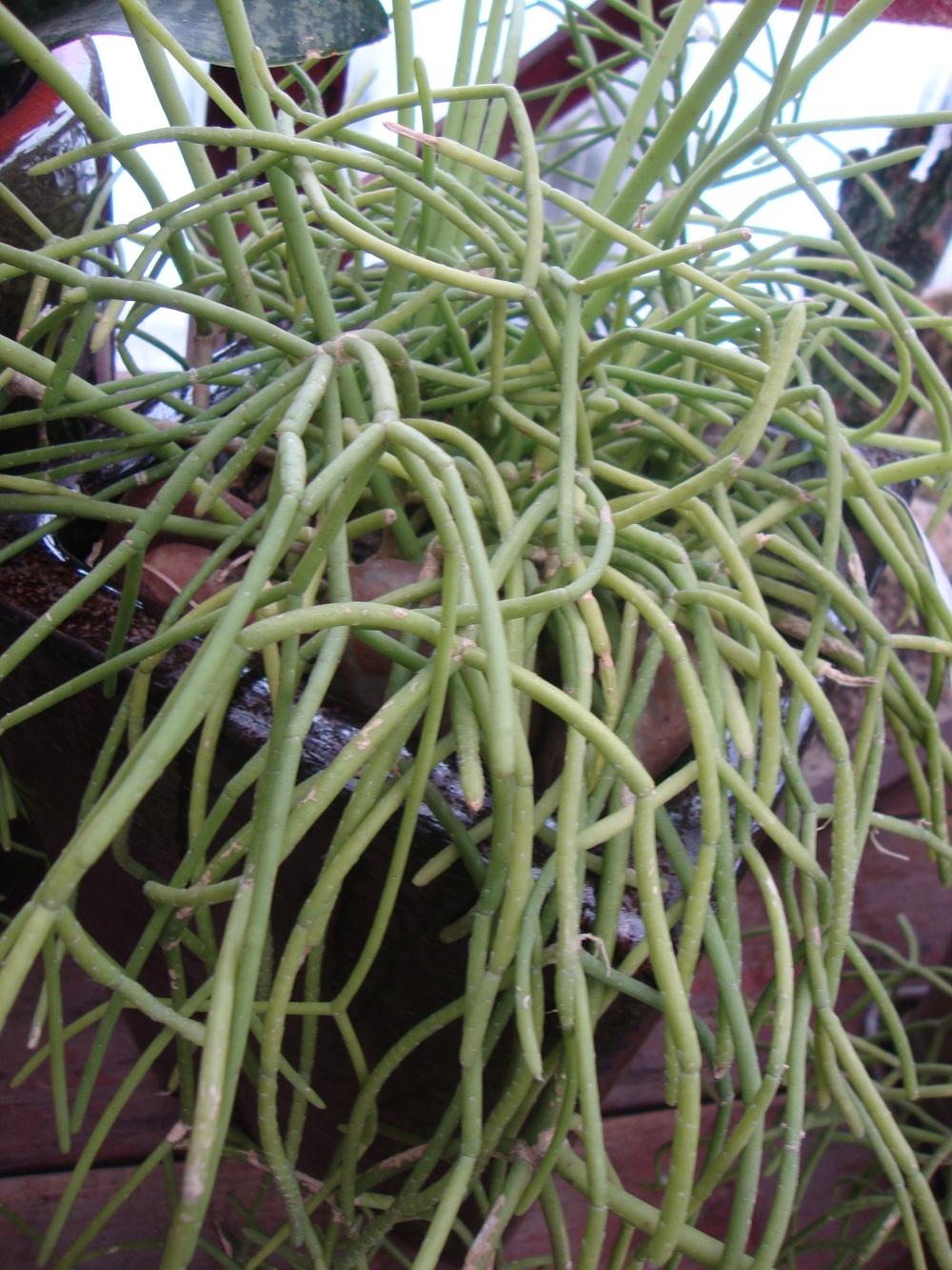 Photo of Mistletoe Cactus (Rhipsalis grandiflora) uploaded by Paul2032