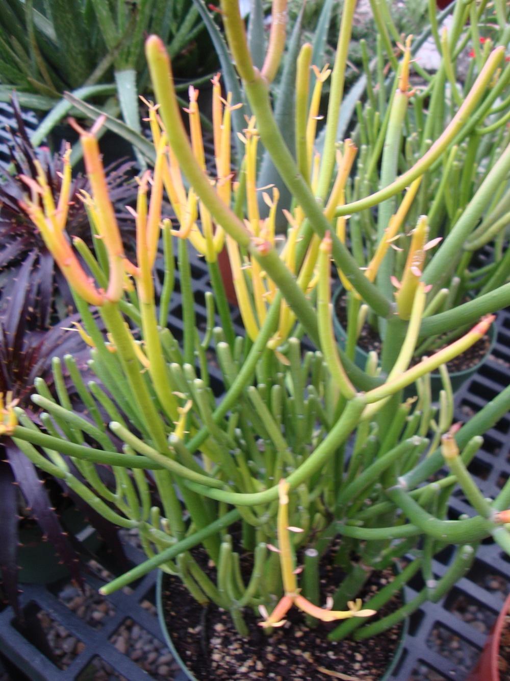 Photo of Pencil Cactus (Euphorbia tirucalli 'Firesticks') uploaded by Paul2032