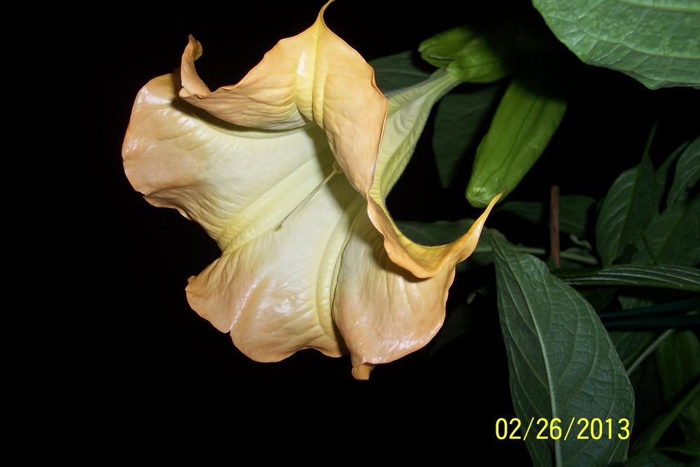 Photo of Angel Trumpet (Brugmansia 'Jean Pasco') uploaded by WilliamByrd