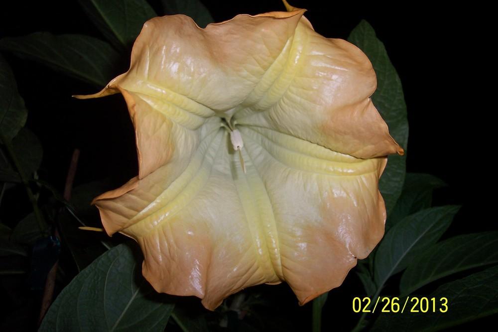 Photo of Angel Trumpet (Brugmansia 'Jean Pasco') uploaded by WilliamByrd