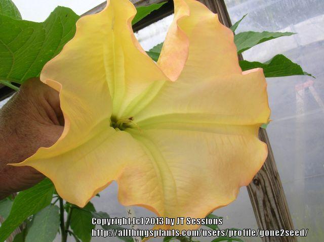 Photo of Angel Trumpet (Brugmansia 'Delta Dawn') uploaded by gone2seed