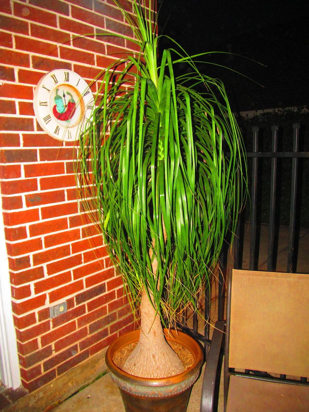 Photo of Ponytail Palm (Beaucarnea recurvata) uploaded by jmorth