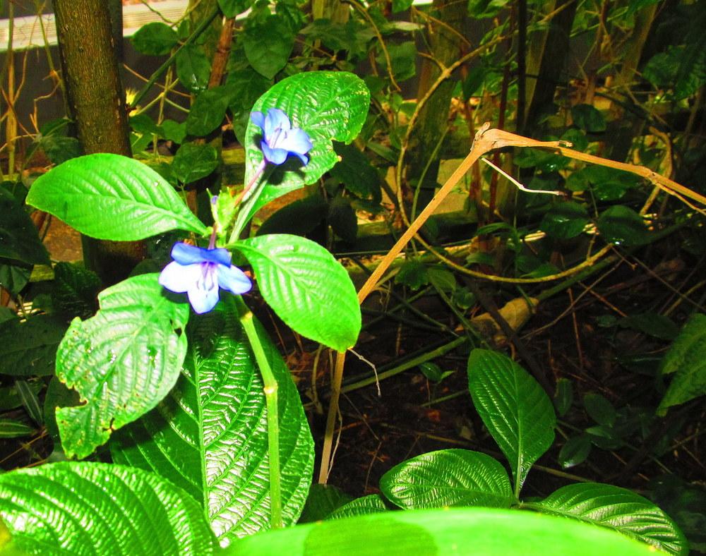 Photo of Blue Sage (Eranthemum pulchellum) uploaded by jmorth