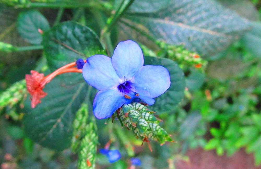 Photo of Blue Sage (Eranthemum pulchellum) uploaded by jmorth