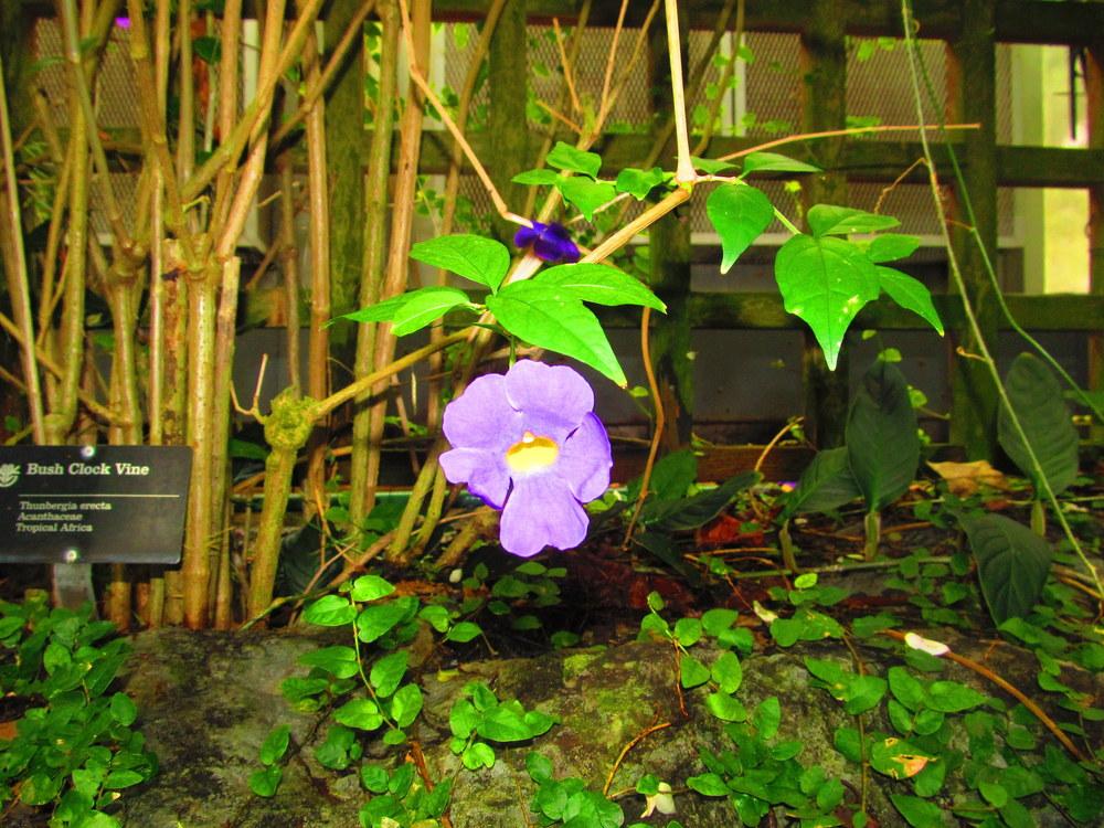 Photo of King's Mantle (Thunbergia erecta) uploaded by jmorth