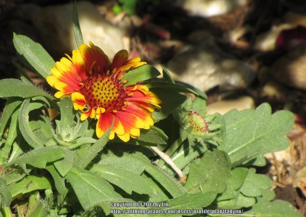 Photo of Blanket Flower (Gaillardia 'Arizona Sun') uploaded by plantladylin