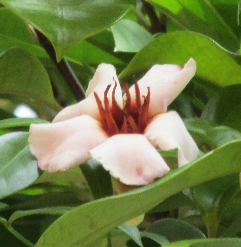 Photo of Rose Allamanda (Strophanthus gratus) uploaded by Dutchlady1