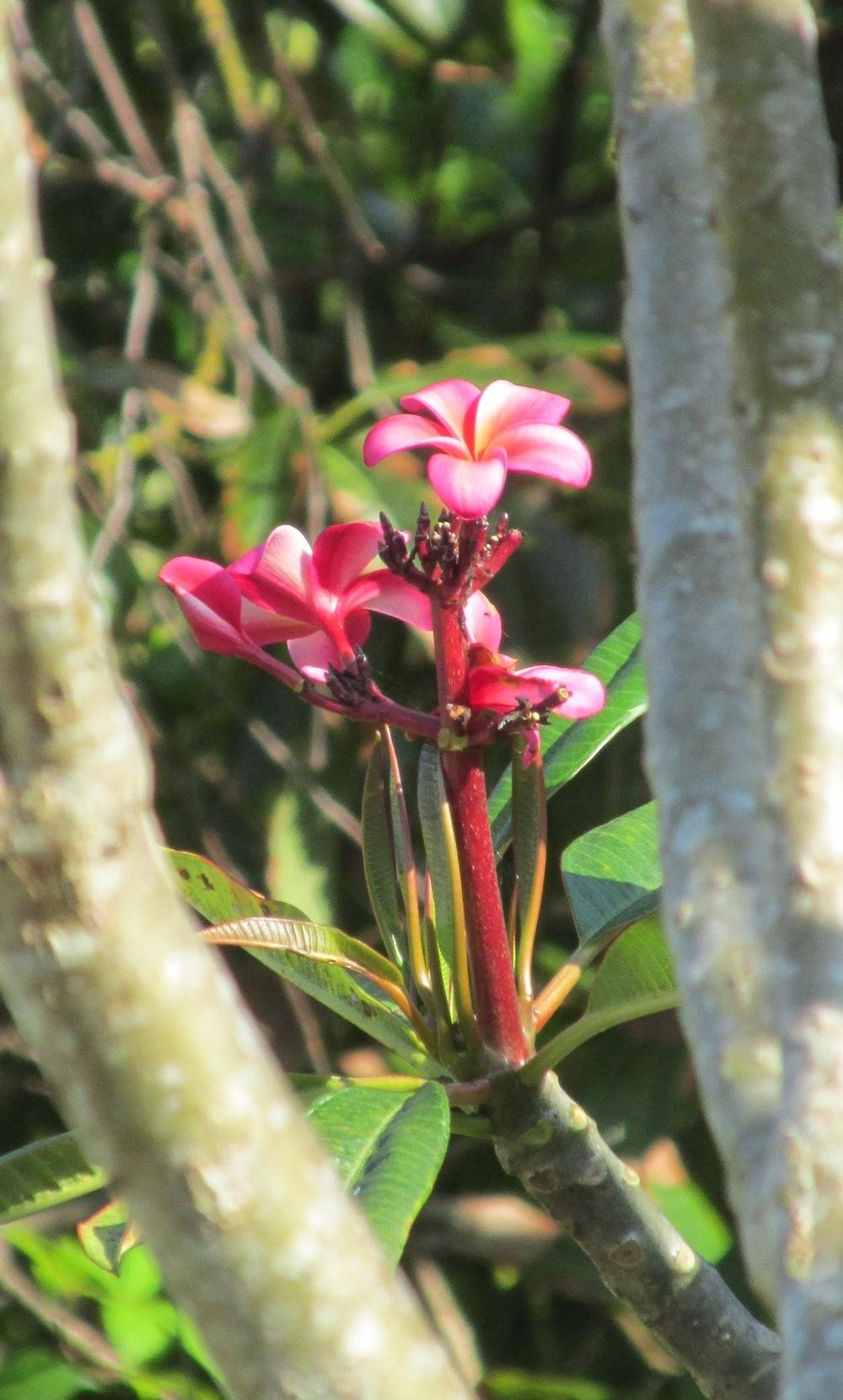 Photo of Plumeria (Plumeria rubra 'Lani') uploaded by Dutchlady1