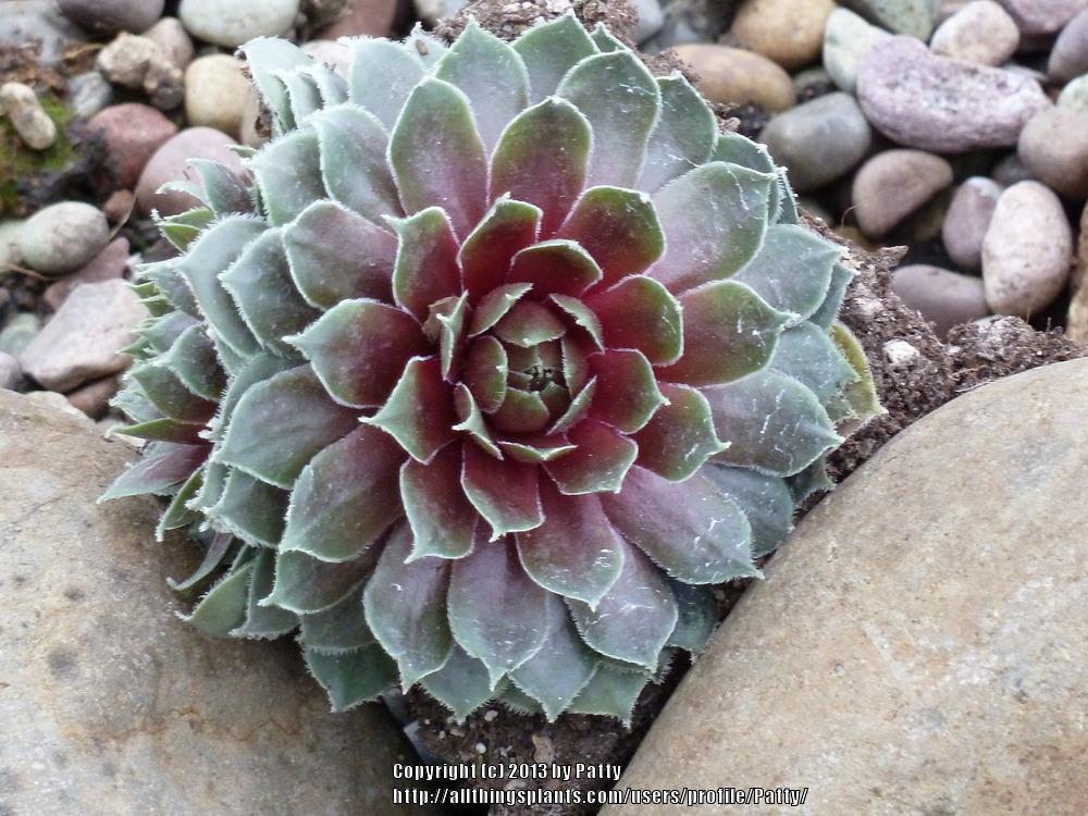 Photo of Hen and Chicks (Sempervivum 'Ruby Heart') uploaded by Patty