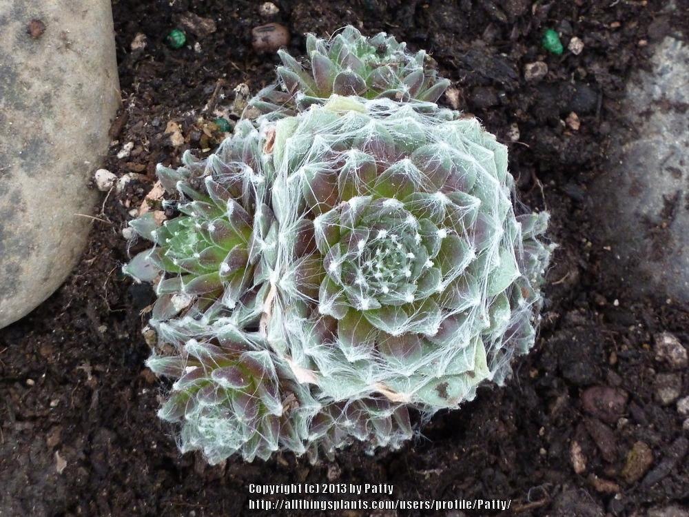 Photo of Hen and Chicks (Sempervivum 'Spumanti') uploaded by Patty
