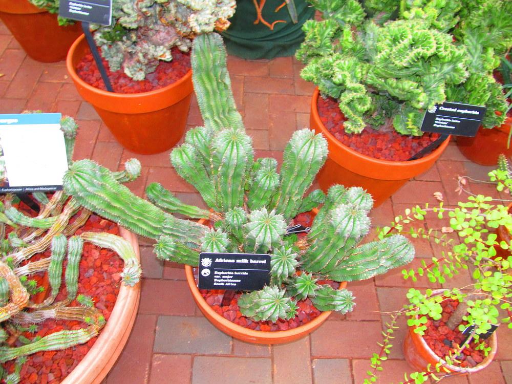 Photo of Euphorbia (Euphorbia polygona) uploaded by jmorth