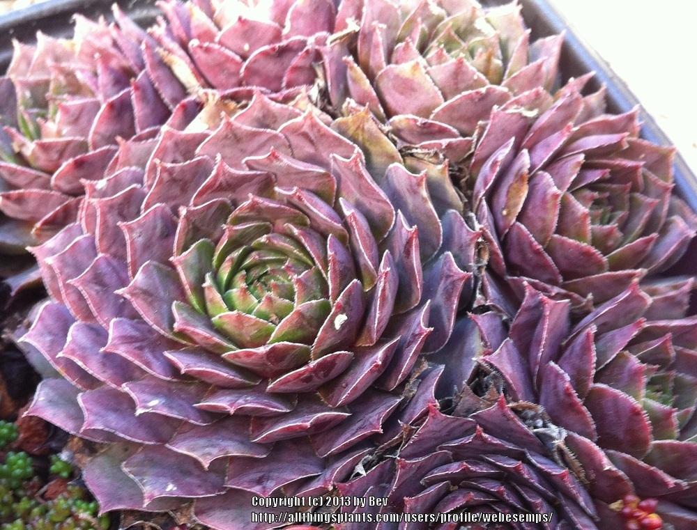 Photo of Hen and Chicks (Sempervivum Thundercloud) uploaded by webesemps