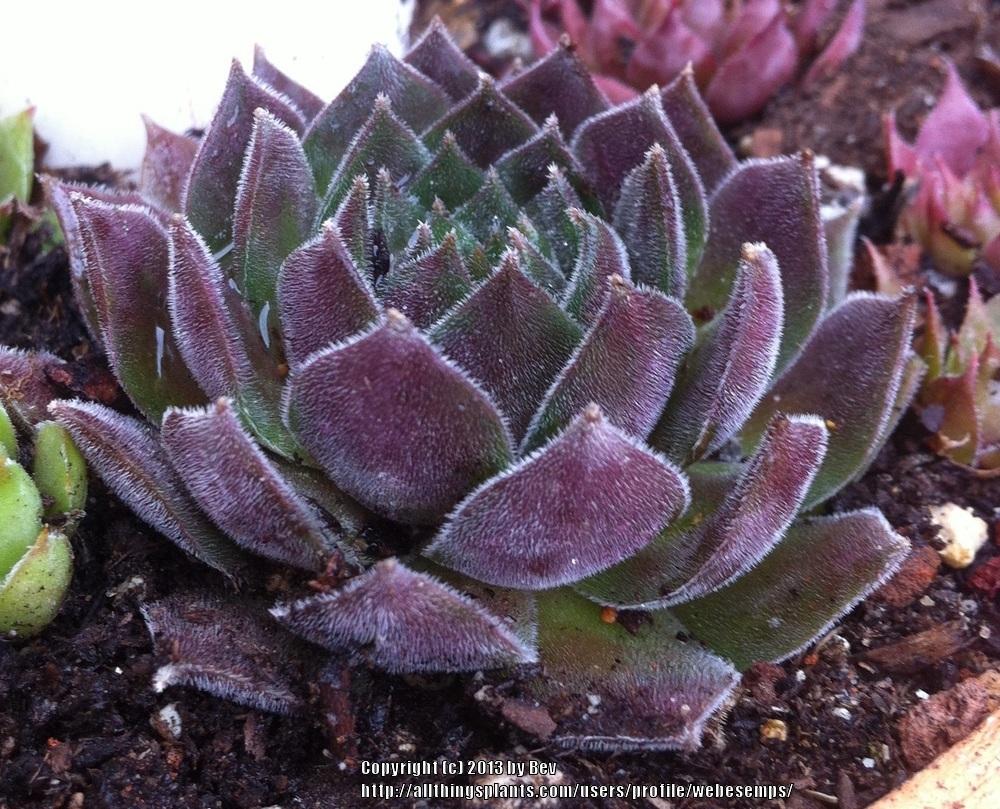 Photo of Hen and Chicks (Sempervivum 'Neptune') uploaded by webesemps