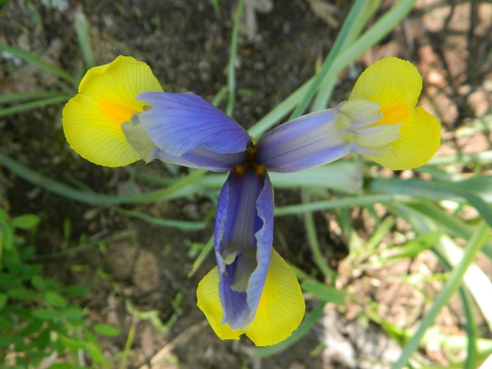 Photo of Dutch Iris (Iris x hollandica) uploaded by wildflowers