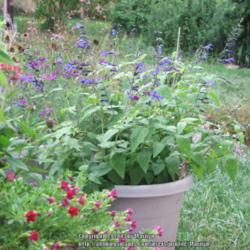 Location: My garden in Kentucky
Date: 2005-08-20