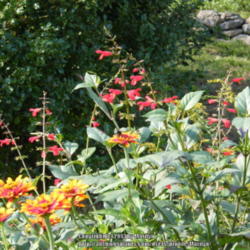 Location: My garden in Kentucky
Date: 2012-10-08