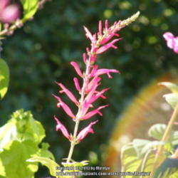 Location: My garden in Kentucky
Date: 2012-10-08
Sun shining on the flowers
