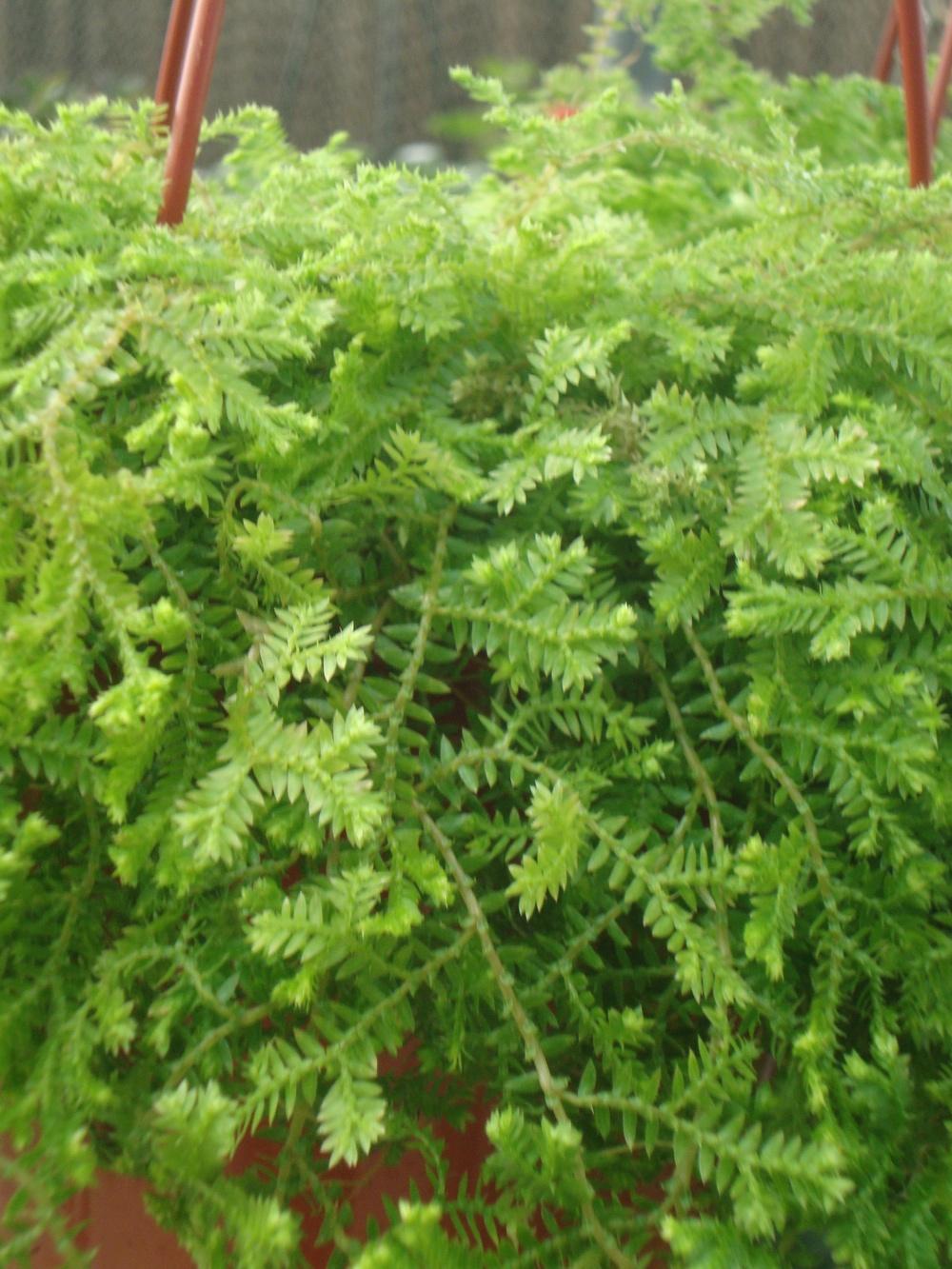 Photo of Sweat Plant (Selaginella pallescens) uploaded by Paul2032