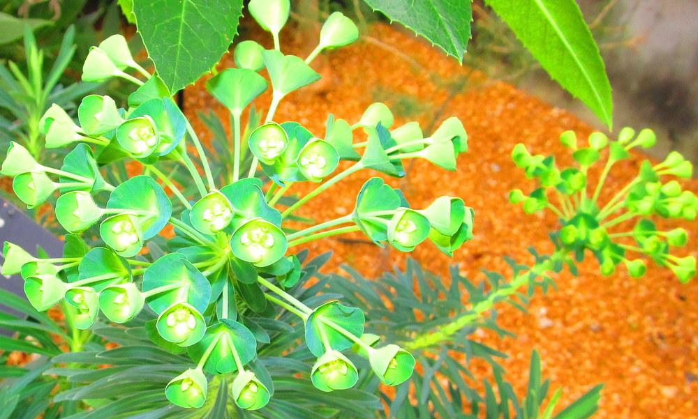Photo of Euphorbia (Euphorbia characias subsp. wulfenii) uploaded by jmorth