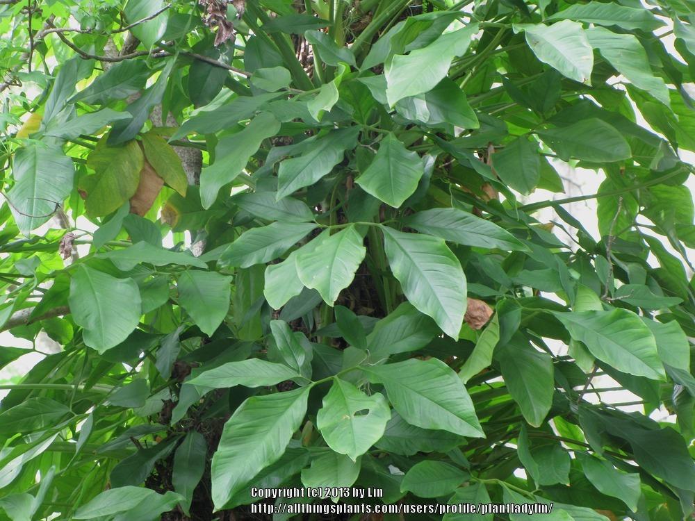Photo of Arrowhead Plant (Syngonium podophyllum) uploaded by plantladylin