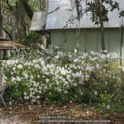 Location: Sugar Mill Botanical Gardens, Port Orange, Florida
Date: 2013-03-01 