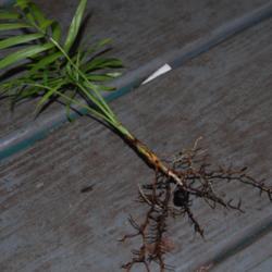 
Date: 2012-10-23
Seedling, about one year old, with seed still attached to root.