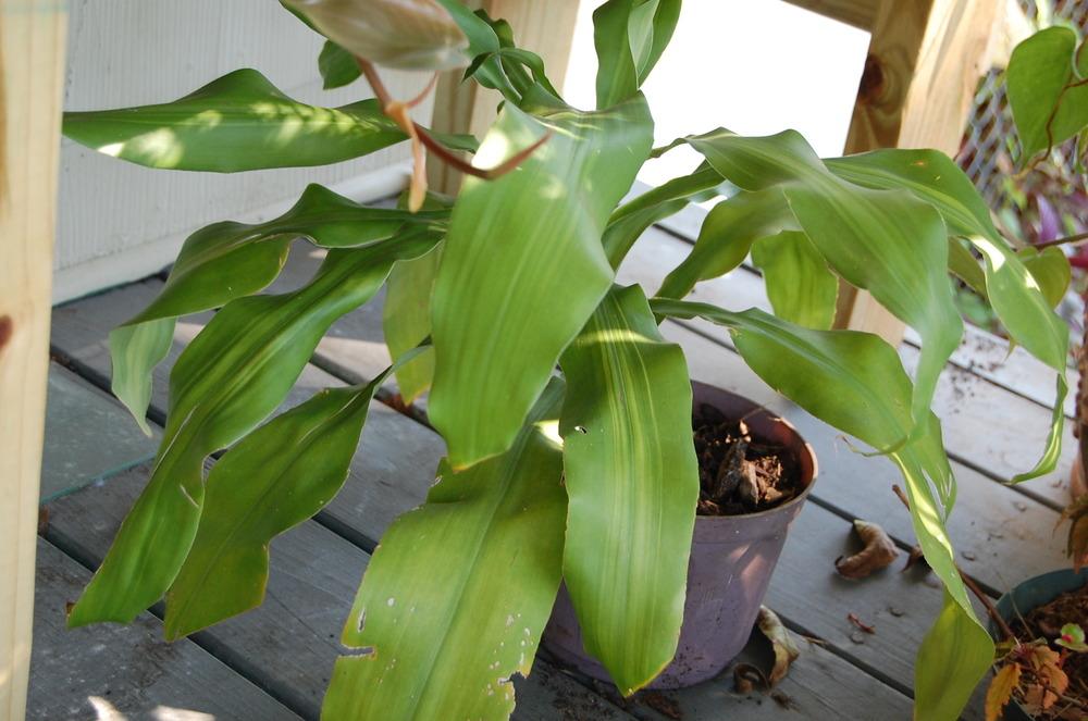 Photo of Corn Plant (Dracaena fragrans) uploaded by purpleinopp