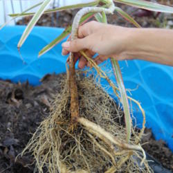 
Date: 2012-10-23
Repotting, before trimming roots.