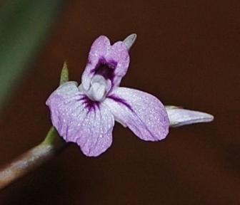Photo of Prayer Plant (Maranta leuconeura 'Erythroneura') uploaded by purpleinopp