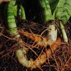
Date: 2013-02-09
SANSEVIERIA TRIFASCIATA, The rhizomes are tangled and contorted f