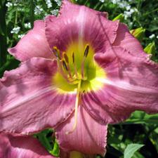 Photo of Daylily (Hemerocallis 'Chicago Queen') uploaded by vic