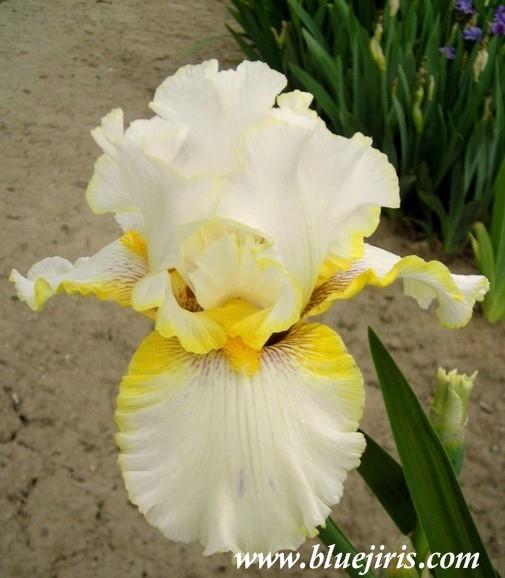 Photo of Tall Bearded Iris (Iris 'Goldkist') uploaded by Calif_Sue