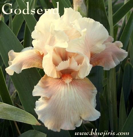 Photo of Tall Bearded Iris (Iris 'Godsend') uploaded by Calif_Sue