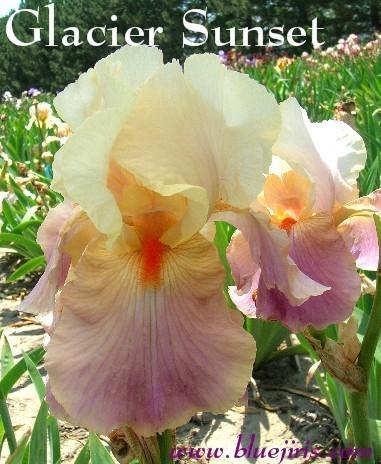 Photo of Tall Bearded Iris (Iris 'Glacier Sunset') uploaded by Calif_Sue