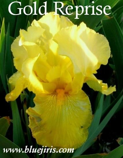 Photo of Tall Bearded Iris (Iris 'Gold Reprise') uploaded by Calif_Sue