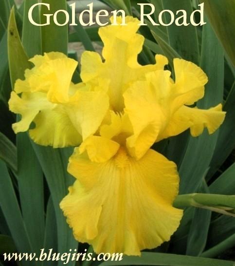 Photo of Tall Bearded Iris (Iris 'Golden Road') uploaded by Calif_Sue
