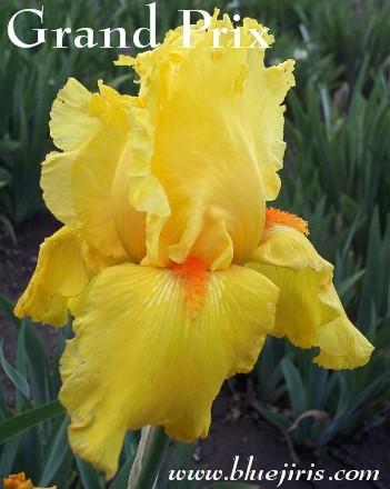 Photo of Tall Bearded Iris (Iris 'Grand Prix') uploaded by Calif_Sue