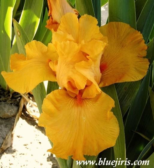 Photo of Tall Bearded Iris (Iris 'Gratuity') uploaded by Calif_Sue