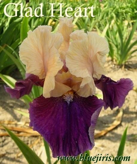 Photo of Tall Bearded Iris (Iris 'Glad Heart') uploaded by Calif_Sue