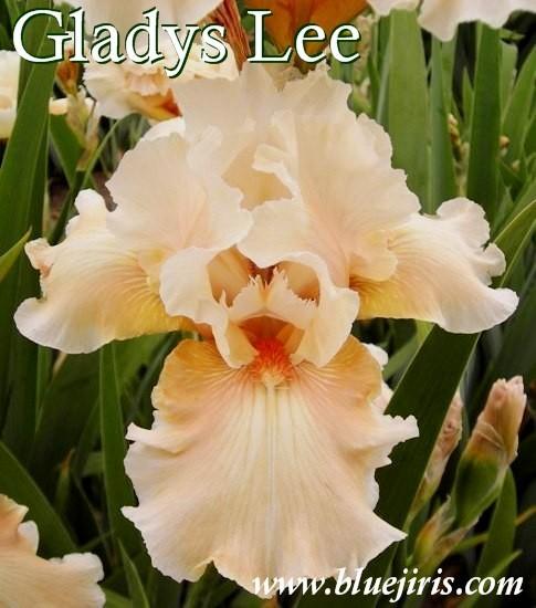 Photo of Tall Bearded Iris (Iris 'Gladys Lee') uploaded by Calif_Sue