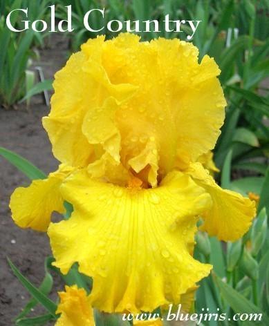 Photo of Tall Bearded Iris (Iris 'Gold Country') uploaded by Calif_Sue